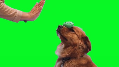 Dog training puppy hand shake 😍