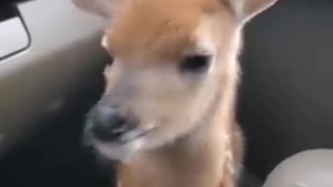 Deer toking video.