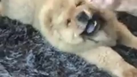 This is how I taught my chow chow dog to roll over