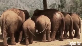 Group Elephants Move Tail When Dining