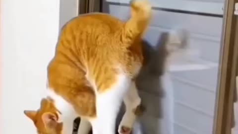 Hilarious Cat Escapades: A Comedy of Cat-tastrophes!
