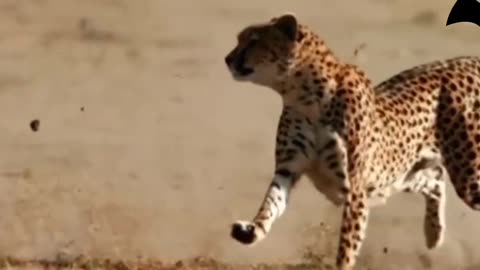 Cheetah: at lightening speed