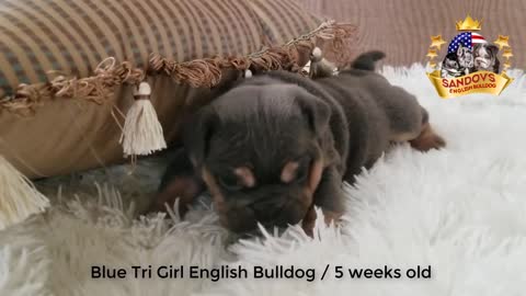 Lindo cachorro bulldog ingles 5 semanas de edad/blue tri girl bulldog ingles