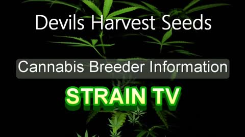 Devils Harvest Seeds - Cannabis Strain Series - STRAIN TV