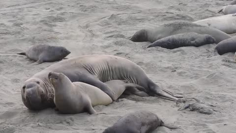 Elephant seals mating