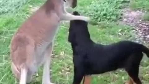 Funny Kangaroo and Dog fight