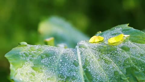 There are light yellow stamens hidden in the small petals