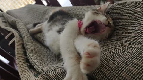 Joy Kitty wake up laziness