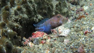 Jawfish Stone Excavation