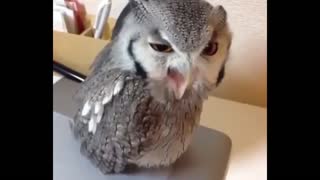Owl Makes A frequent Sound