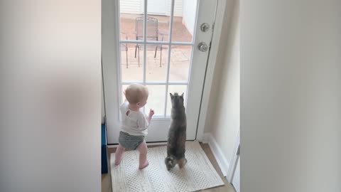 Funny Cats And Babies Playing Together Animals Trolling Babies 2021