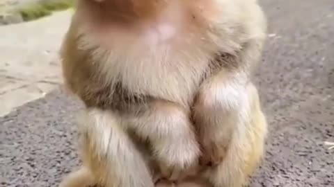 Innocent baby monkey