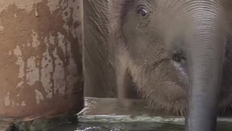 Cute baby elephant drinking water