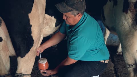 Milking Cow with bare hand #rumble #rumbleviral #Petstv