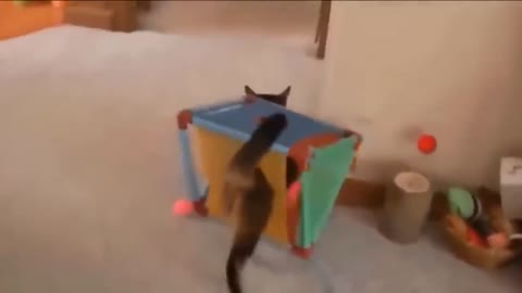 Funny cat scares