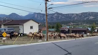 Passing By a Heard of Elk in Estes Park