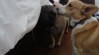 Confused Corgi decides to clean Pug