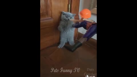 🐶Funniest 🐶 Pets Funny Complition 😻 Cats | Awesome Funny Pet Animals Videos | Pets Funny TV