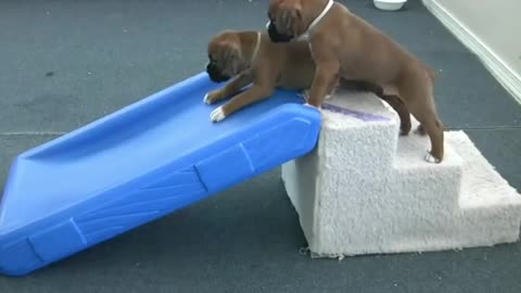 Cute 4 Week Old Boxer Puppies Playing