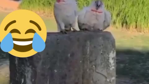 Funny Bird crying 🕊️