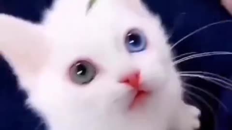 ♥️♥️cute cat😘 video❣️