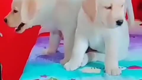 Funny Cat And Dog