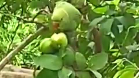 Parrot eating guava video || parrot eating guava on tree....