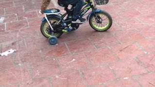 Bike-Riding Dog