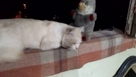 Kitten sitting with her toy