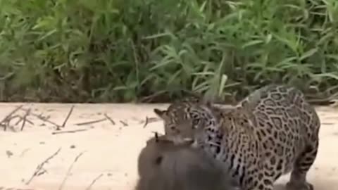 Incredible Tiger Battles Caught On Film