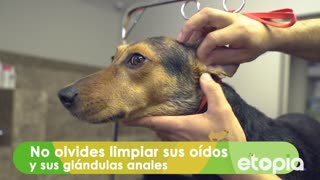 ¡Llegó la hora del baño para tu perro!