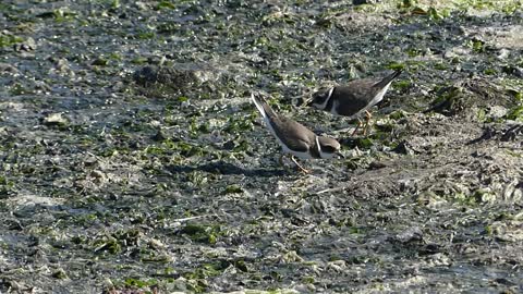 Great ringed plover