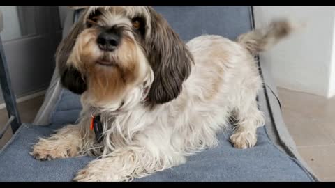 Beautiful dog wagging his tail and looking directly at the camera