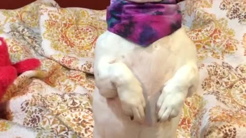 Small brown white dog in purple bandana sits on hind legs