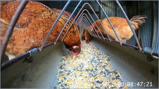 As The Crop Turns S1E5 Chicken Series: chicken, hen, girls, puppies, DIY, farm, bird, off grid