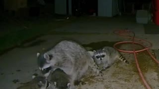 Mama Raccoon Shows Her Baby Where the Water Is