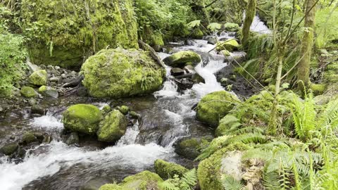 Luscious Green Mossy Dry Creek Falls Trail – Columbia River Gorge – Oregon – 4K