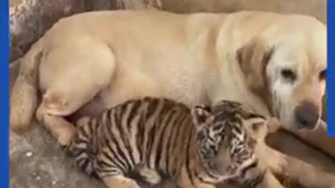 labrador takes care of the tiger cubs rejected by mother