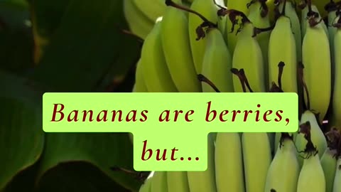 DID YOU KNOW THAT BANANA IS NOT A BERRY? 😳🤯
