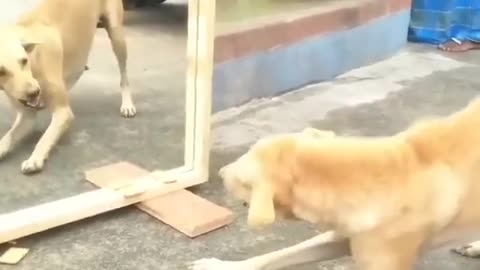 Funny Dogs Mirror Prank Video
