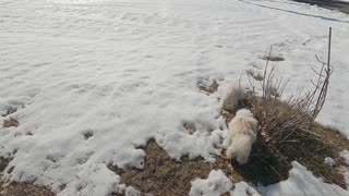 Toy Poodles , Peanut & Popcorn ,enjoying their walk today... So much fun!!