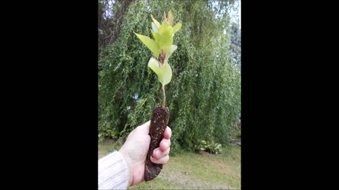 Evening Interview Antonovka Apple Tree Seedling Roots 9 17 2019