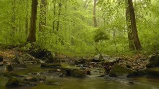 Forest Bathing 🌳 Healing Power of Spring Sounds 🌳 Fresh Morning Ambience & Birds Singing in a Forest