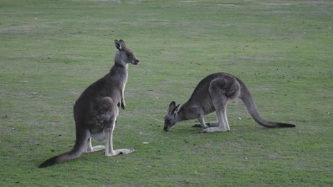 Kangaroos Feeding on Grass