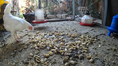 Backyard Chickens Feast On Pasta And Make A Big Mess Hens Roosters!