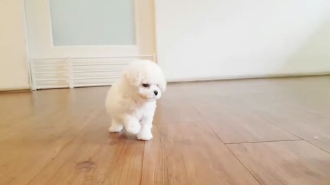 CUTEST PUPPI - Bichon frise is so cute! lovely puppy videos - Teacup puppies #shorts