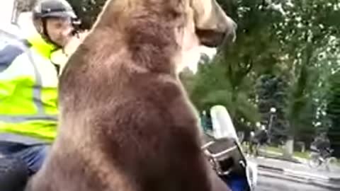 Bear in Russian traffic !!!