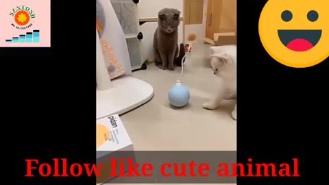 Rumble/funny cat drama video ,viral cat video