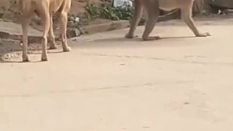 Funny video of dog and monkey