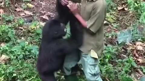 Looking after orphaned gorillas